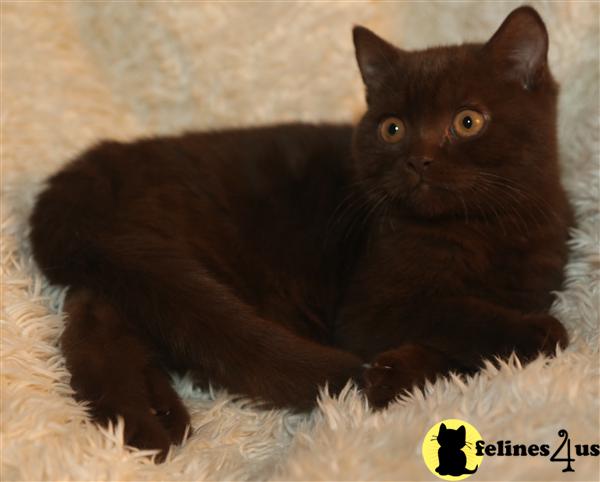 BritishRoyalCats.com Picture 2